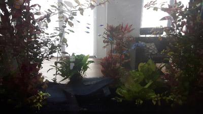 Aquarium ist in der Wand eingelassen - durch das Aquarium den Blick ins nächste Zimmer, Einfamilienhaus in Lengerich NRW